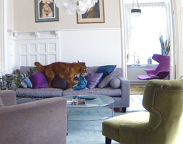 Hund alene hjemme raserer pute i sofa