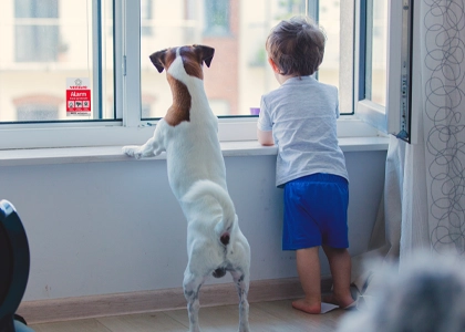 Gutt og hund kikker ut av vinduet i alarmsikret bolig Gutt og hund kikker ut av vinduet i alarmsikret bolig