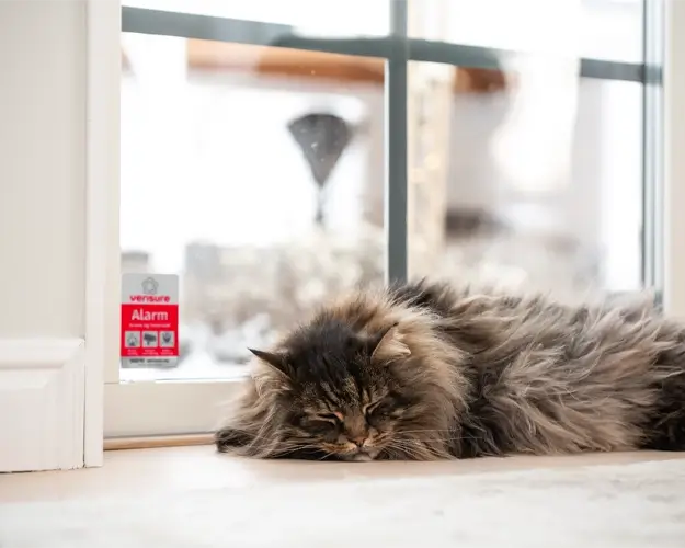 katt og alarm  katt i alarmsikret bolig
