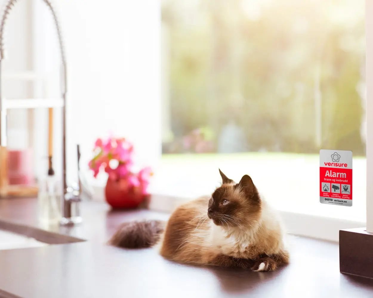katt og alarm katt og alarm