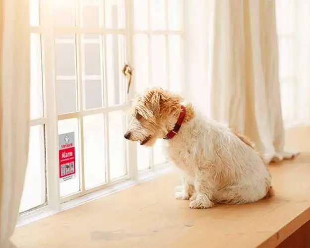 Hund i alarmsikret bolig Hund i alarmsikret bolig