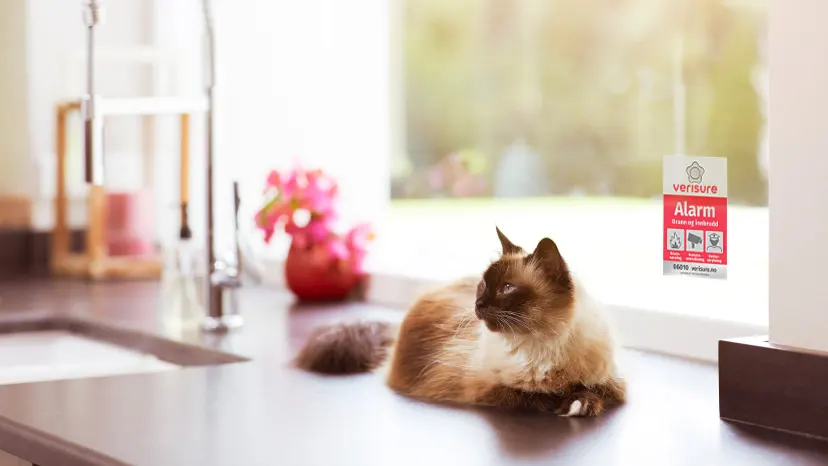 Alarm og katt Alarm og katt