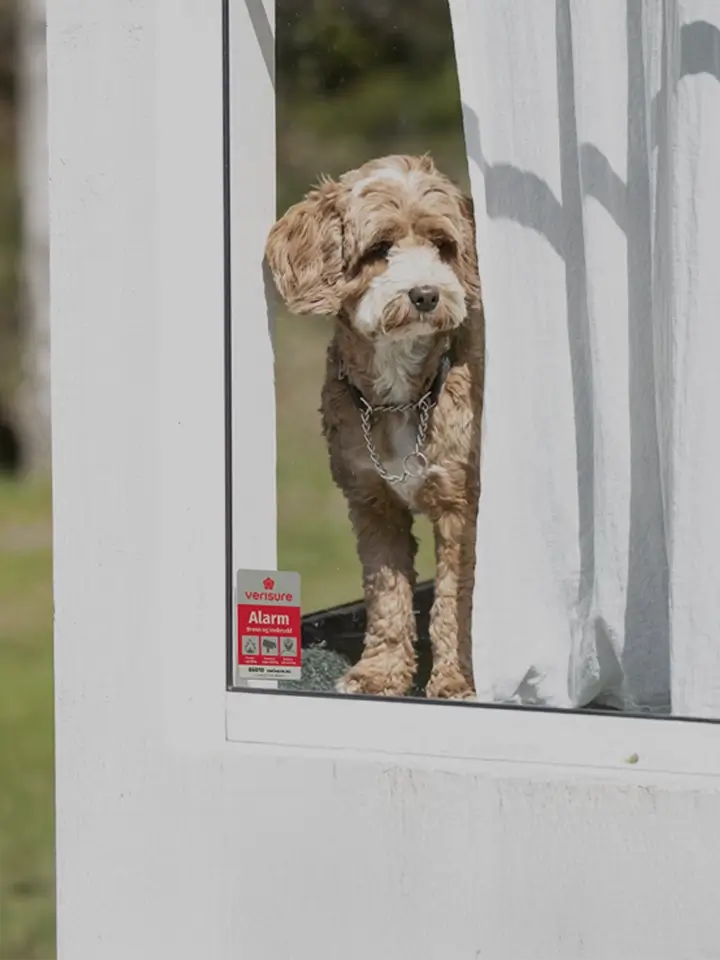 hund i vindu med alarmskilt