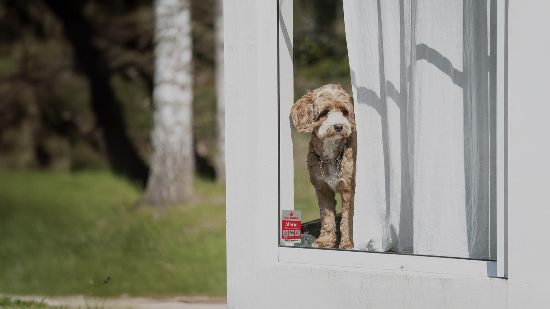 hund i vindu med alarmskilt