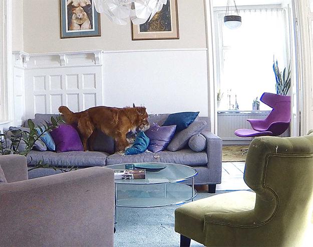 Hund alene hjemme raserer pute i sofa