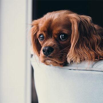 Hund i sofa