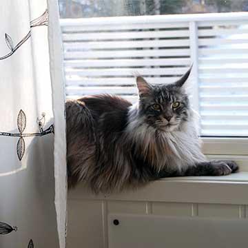 Katt reddet fra brann